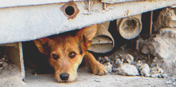 Armer Hausmeister rettet Hund, der in einem Rohr gefangen ist, nachdem er gefeuert wurde, und bekommt am nächsten Tag das Angebot, eine große Firma zu leiten - Story des Tages